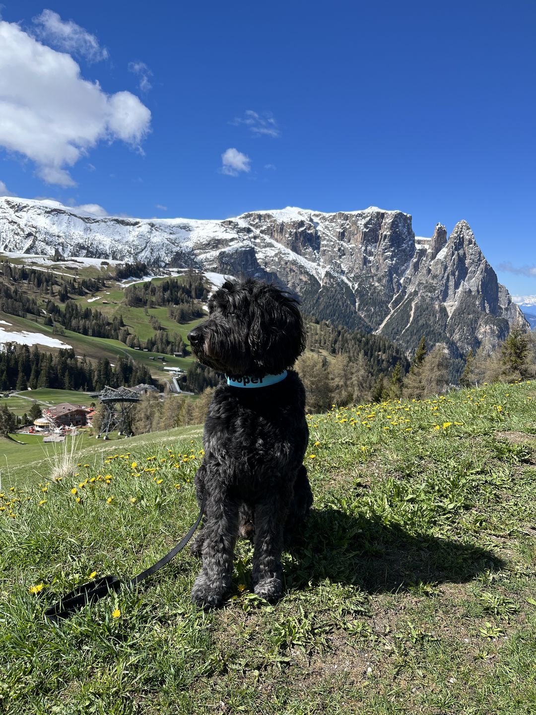 Customer photo review of Allergietest Pro Hund