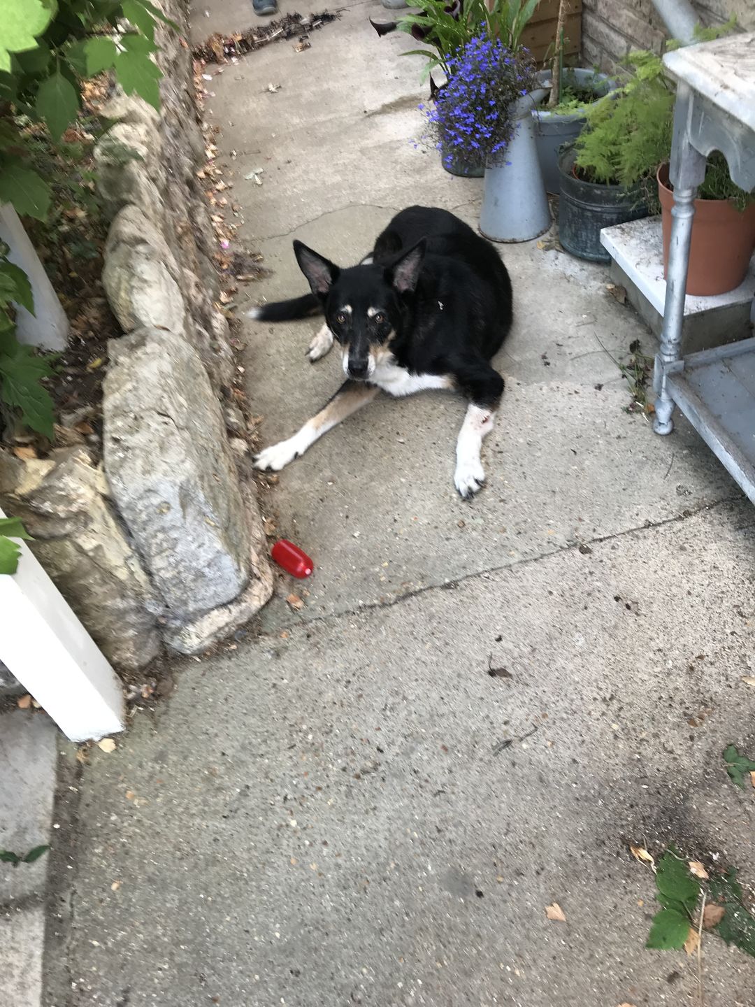 Customer photo review of Dog Duo Pack