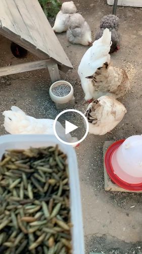 Customer video review of BSF Larven - getrocknete Soldatenfliegenlarven