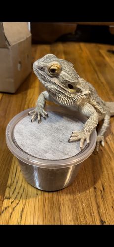 Customer photo review of GrubTerra Fresh Black Soldier Fly Larvae for Reptiles