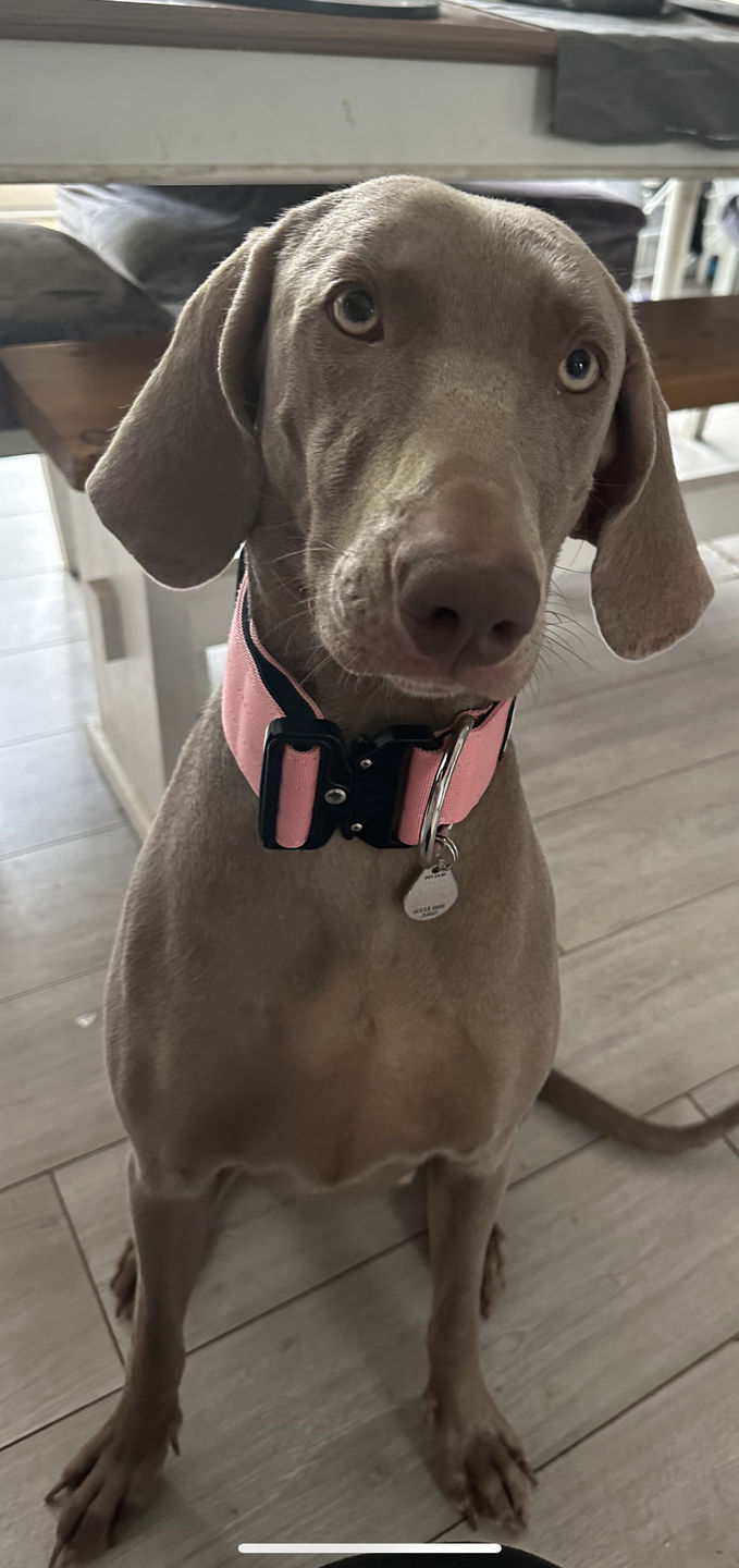 Customer photo review of 5cm Combat® Collar | Rated Clip - NO HANDLE - Pink v2.0