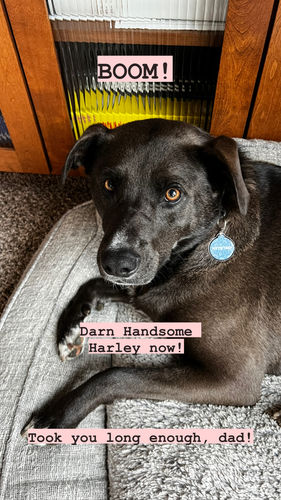 Customer photo review of Just Paws