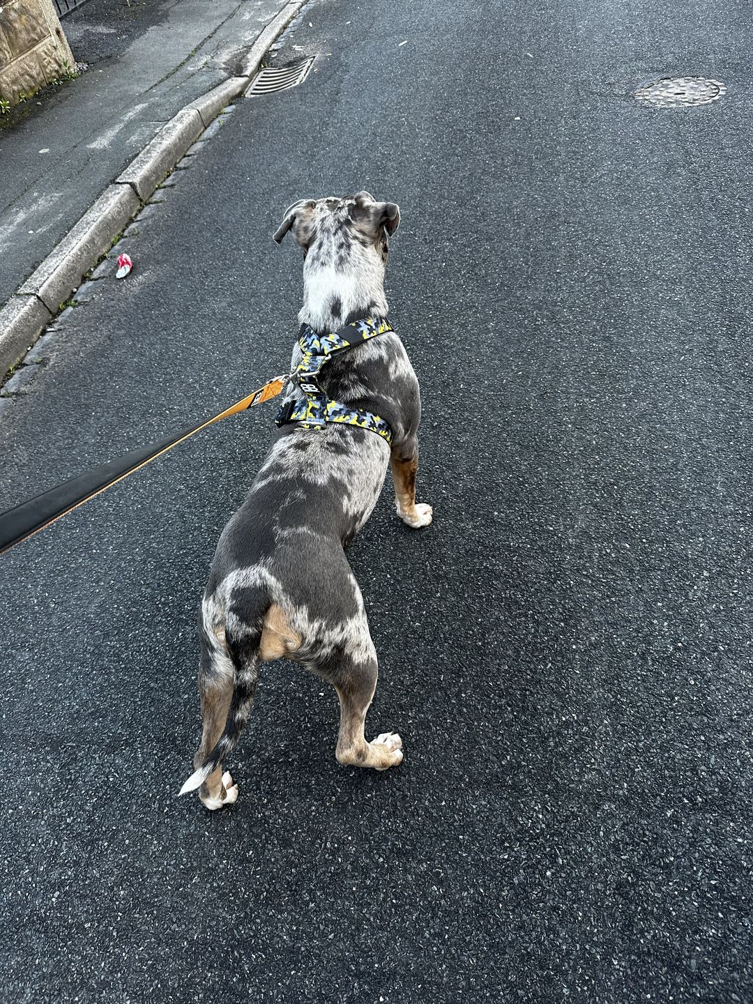 Customer photo review of TRI-Harness® | Anti-Pull, Adjustable & Durable - Dog Trainers Choice -  CAMO Lightning v2.0