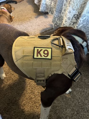 Customer photo review of Classic Heavy-Duty Tactical No-Pull Team K9™ Dog Harness With Front & Back D-Rings, Quick-Release Metal-Buckles, Hook & Loop Panels, & Top Handle