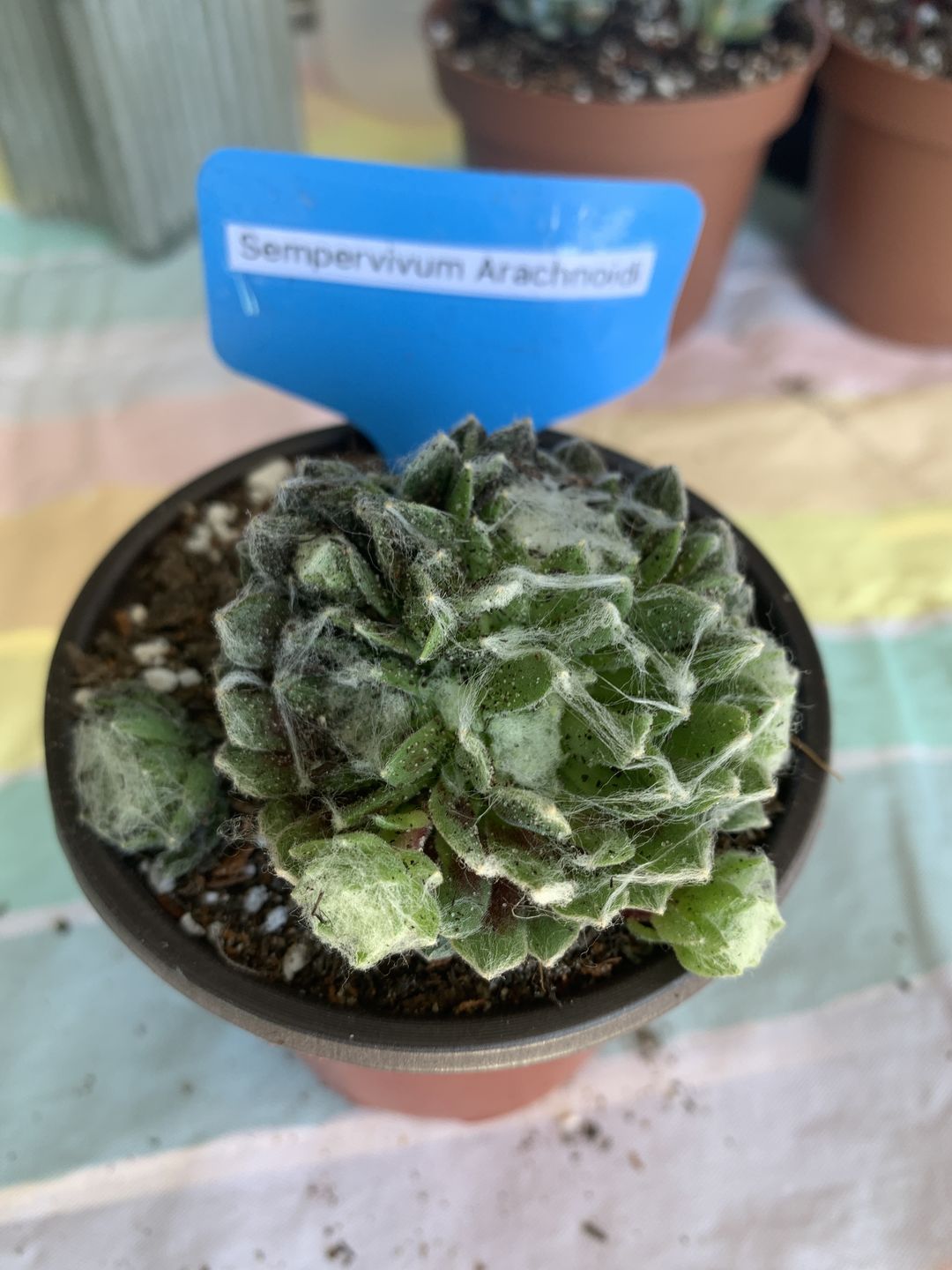 Customer photo review of Sempervivum arachnoidium