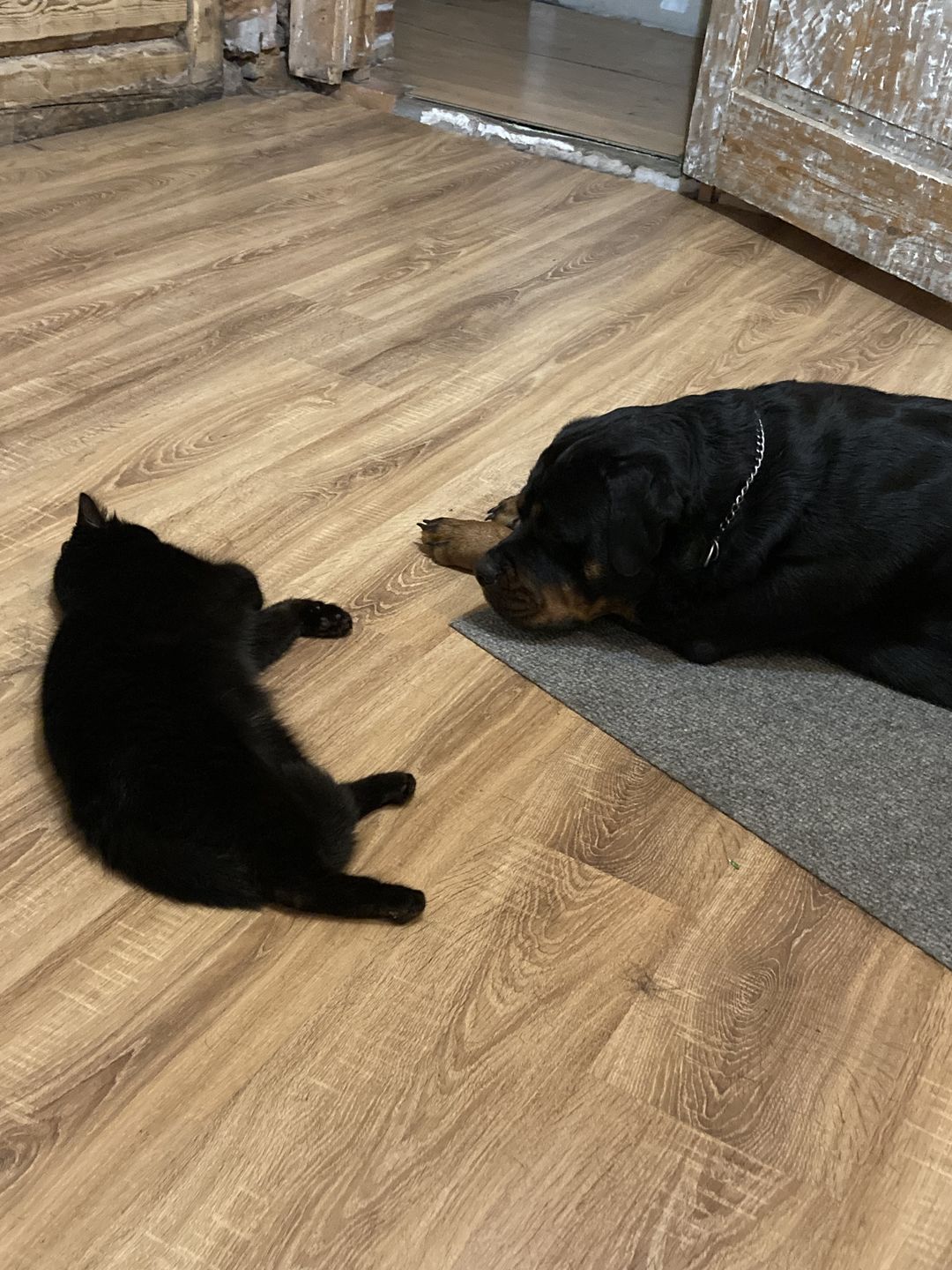 Customer photo review of All breeds Maintenance ar zivi un rīsiem