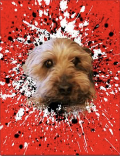 Customer photo review of Personalized Pet Art - Canvas - Splash Style
