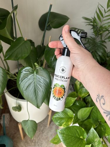 Customer photo review of Houseplant Insecticide w/ Neem