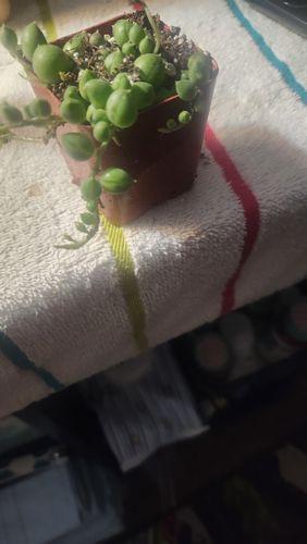 Customer photo review of String of Pearls | Senecio Rowleyanus