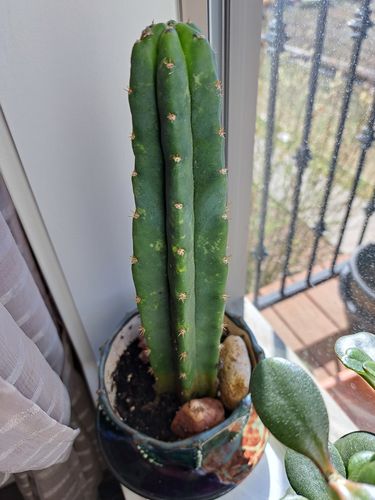 Customer photo review of San Pedro Cactus | Echinopsis pachanoi