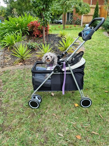 Customer photo review of Pawz Pet Stroller