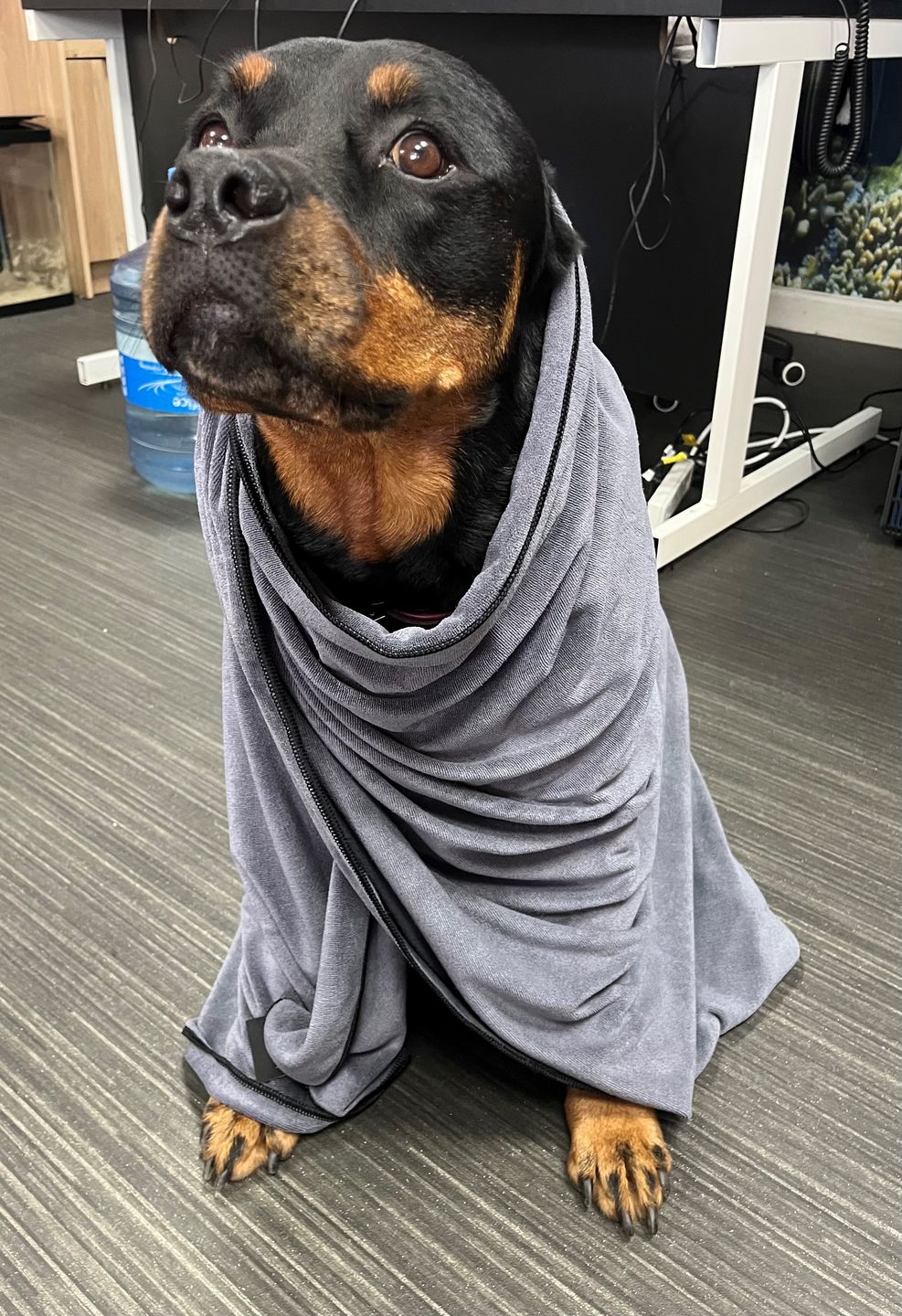 Customer photo review of Luxury Dog Towel