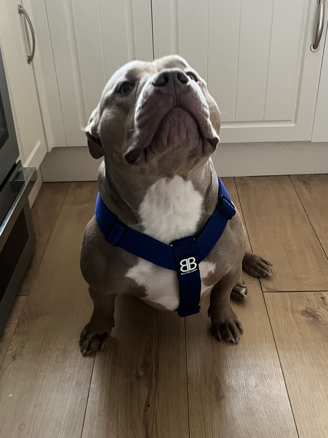 Customer photo review of TRI-Harness® | Anti-Pull, Adjustable & Durable - Dog Trainers Choice -  Blue v2.0