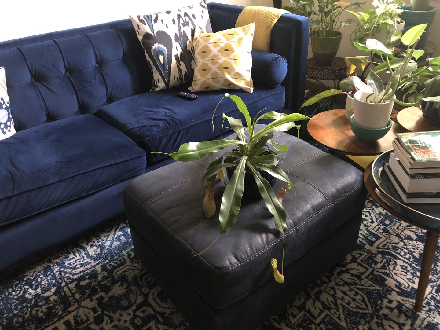 Customer photo review of 5" Carnivorous Nepenthes 'Alata' Hanging Basket