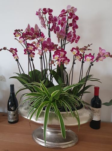 Customer photo review of 2er Orchideen Überraschung + Übertöpfe