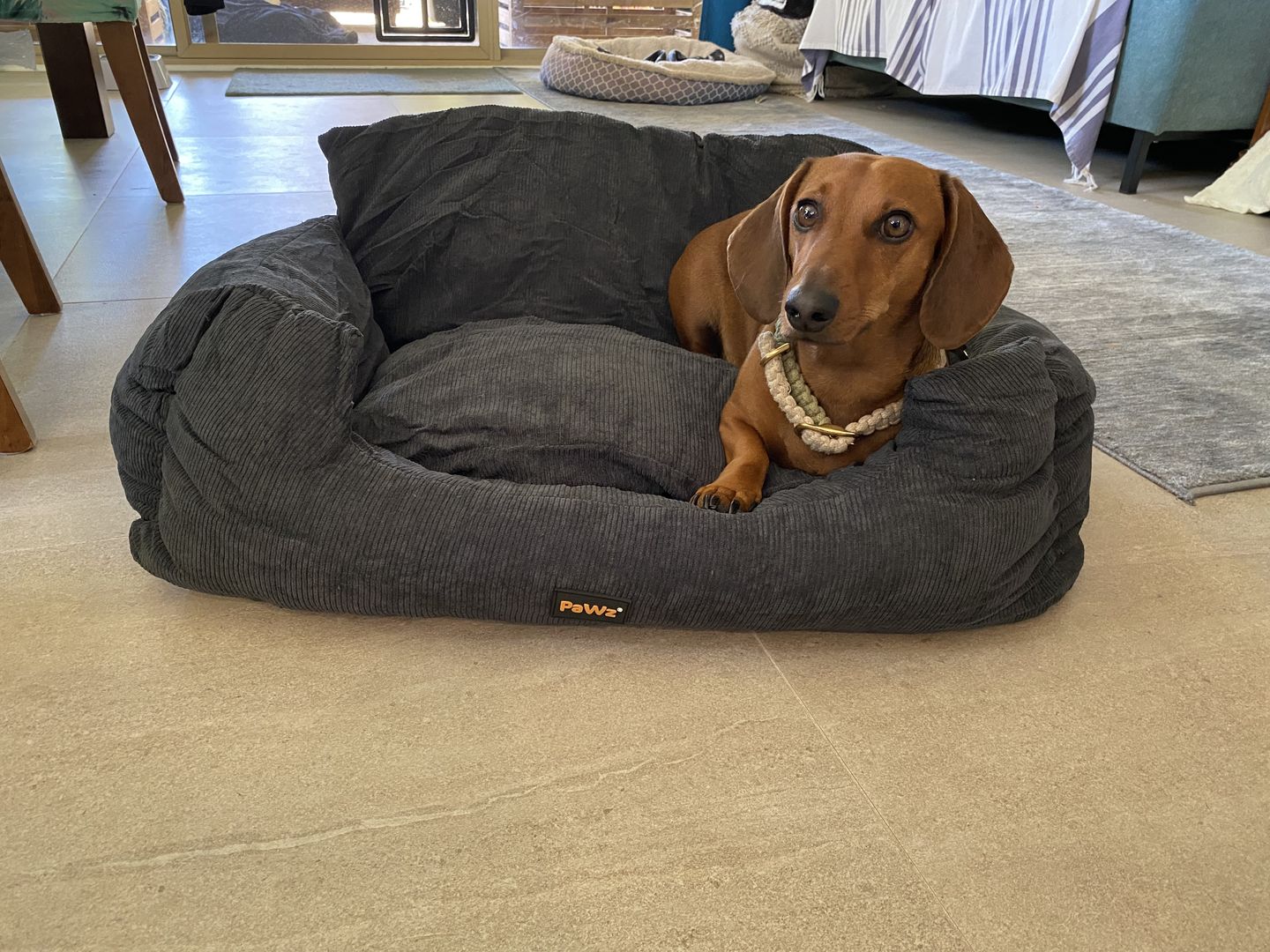 Customer photo review of PaWz Dog Car Booster Seat