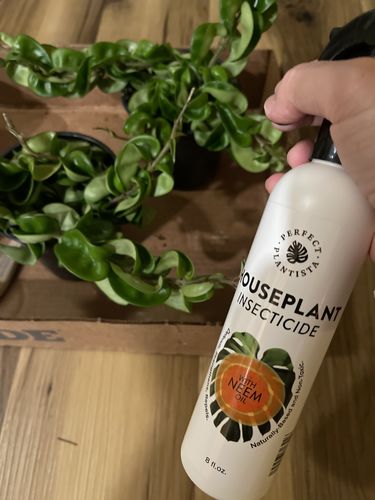 Customer photo review of Houseplant Insecticide w/ Neem