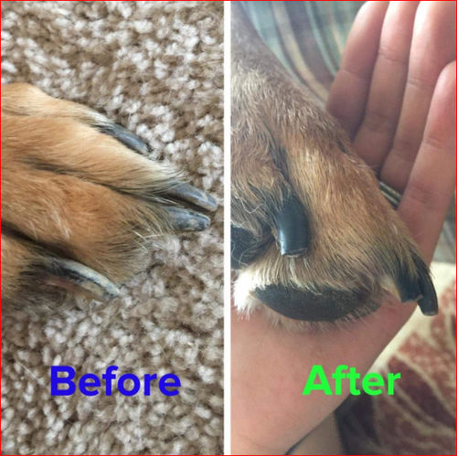 Customer photo review of Premium Dog Nail Trimmer - 50% OFF Today Only