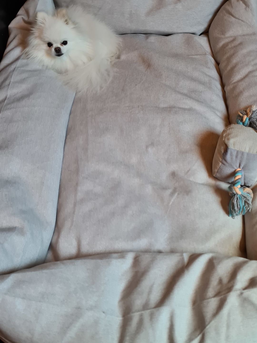Customer photo review of Orthopädische Hunde Couch