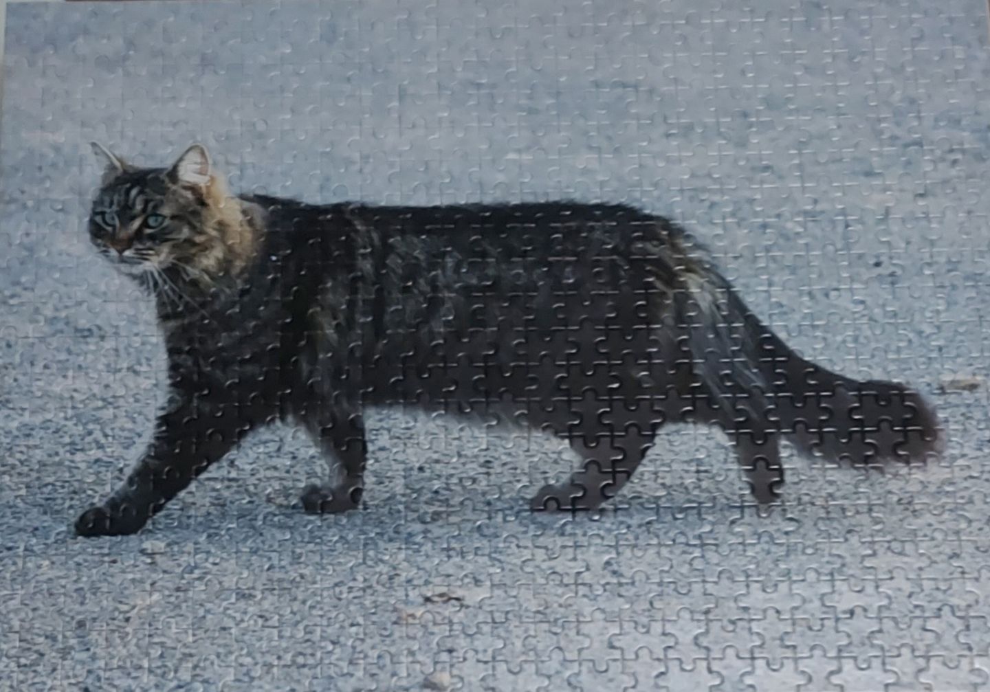 Customer photo review of Custom Jigsaw Puzzle From Photo 200, 300, 500, 1000, 1500, 2000 Piece Jigsaw