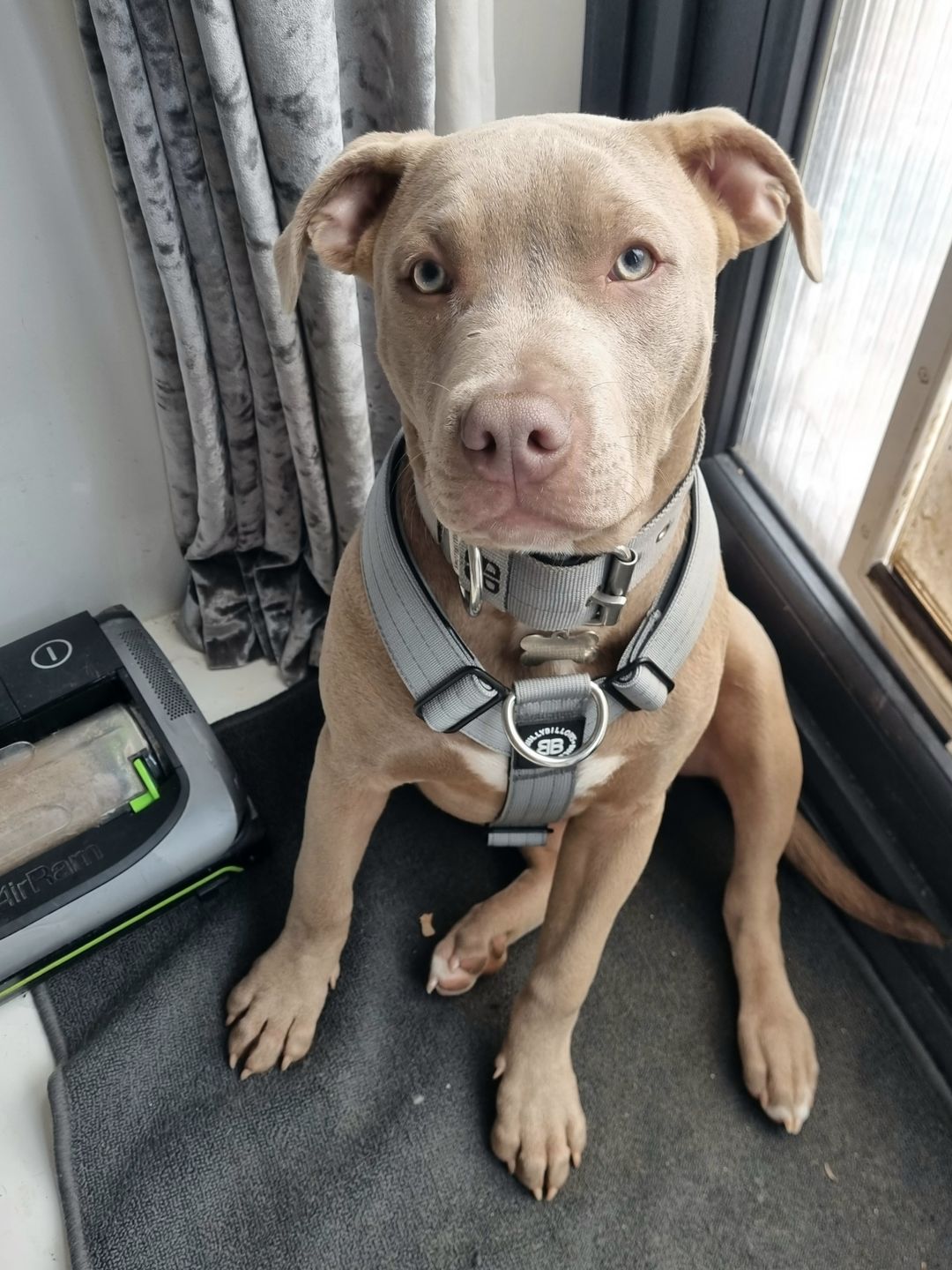 Customer photo review of TRI-Harness® | Anti-Pull, Adjustable & Durable - Dog Trainers Choice - Metal Grey v2.0