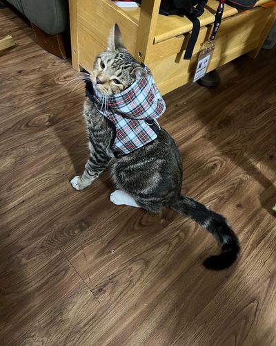 Customer photo review of #384 Shiny Rayquaza Embroidered Hoodie