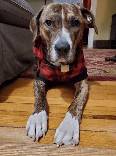 Customer photo review of Premium Dog Nail Trimmer - 50% OFF Today Only