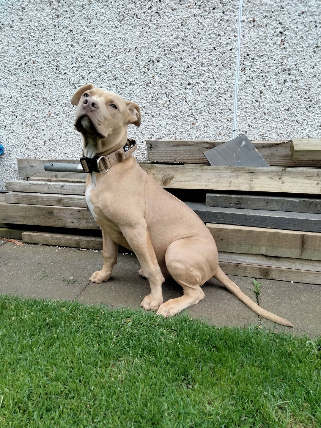 Customer photo review of 4cm Combat® Collar | With Handle & Rated Clip - Military Tan v2.0
