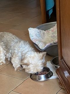 Customer photo review of Pâtées riches en volaille & aux petits pois (chien âgé)
