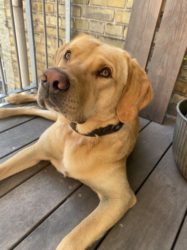 Customer photo review of Keepaws™ Leather AirTag Collar
