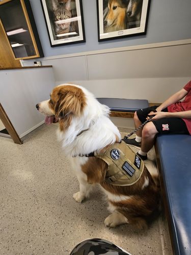 Customer photo review of Classic Heavy-Duty Tactical No-Pull Team K9™ Dog Harness With Front & Back D-Rings, Quick-Release Metal-Buckles, Hook & Loop Panels, & Top Handle