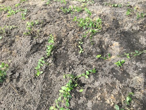 Customer photo review of Creeping Myrtle Vinca