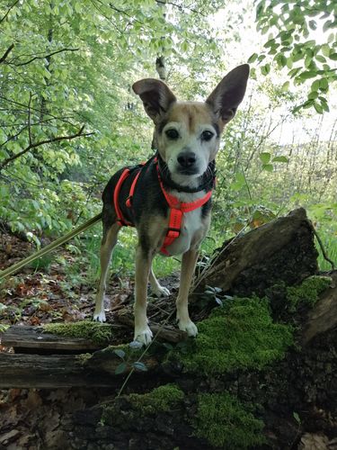 Customer photo review of Premium Sicherheitsgeschirr gepolstert, Panikgeschirr