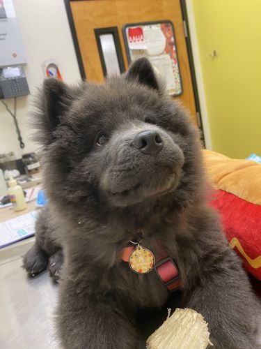 Customer photo review of Polkadog