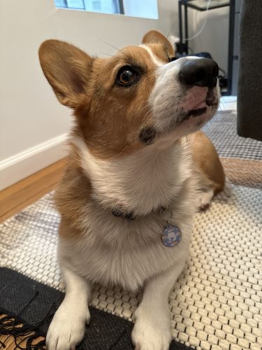 Customer photo review of Super Corgi