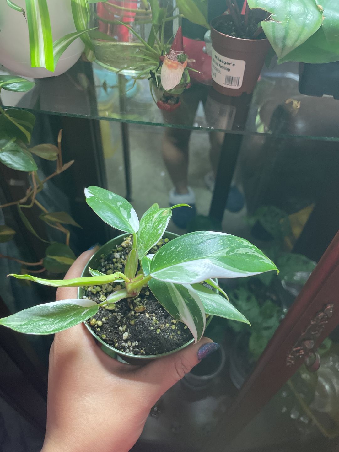 Customer photo review of Philodendron 'White Princess'