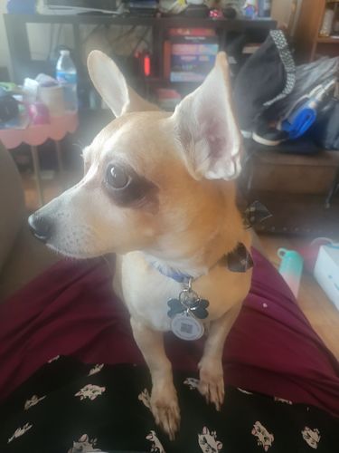 Customer photo review of Polkadog