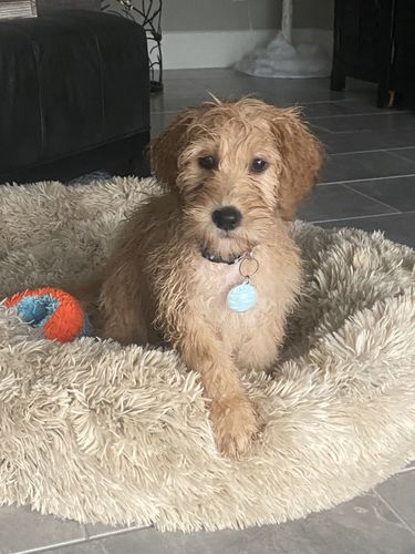 Customer photo review of Paw & Bones