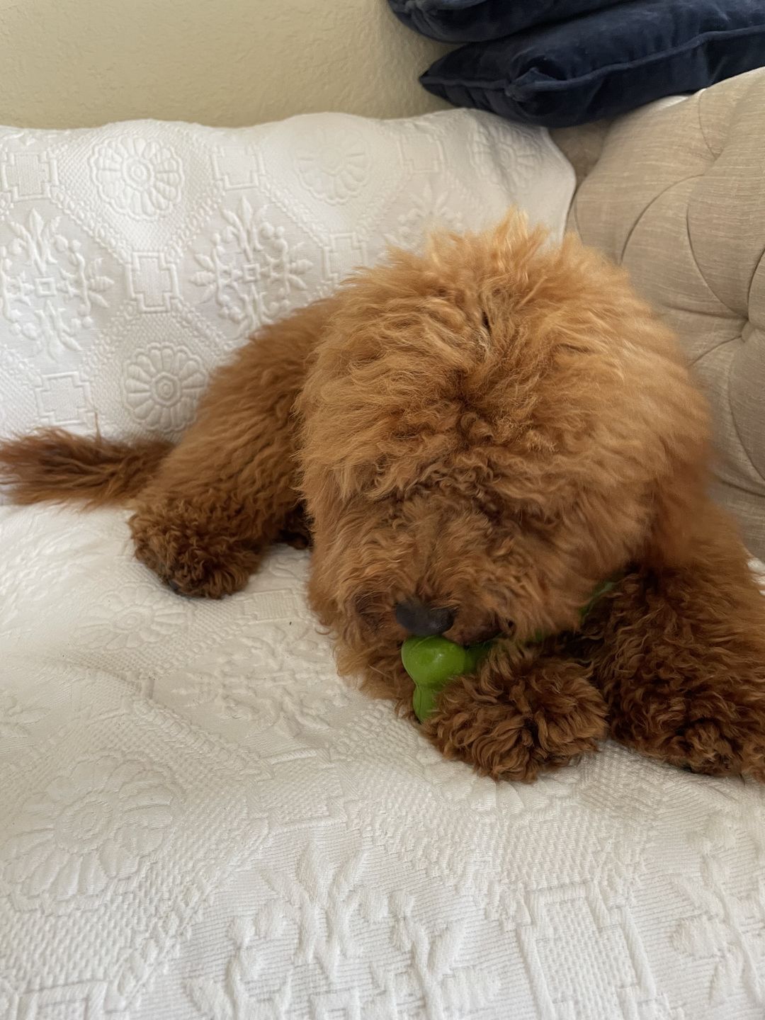 Customer photo review of Give A Dog A Bone!
