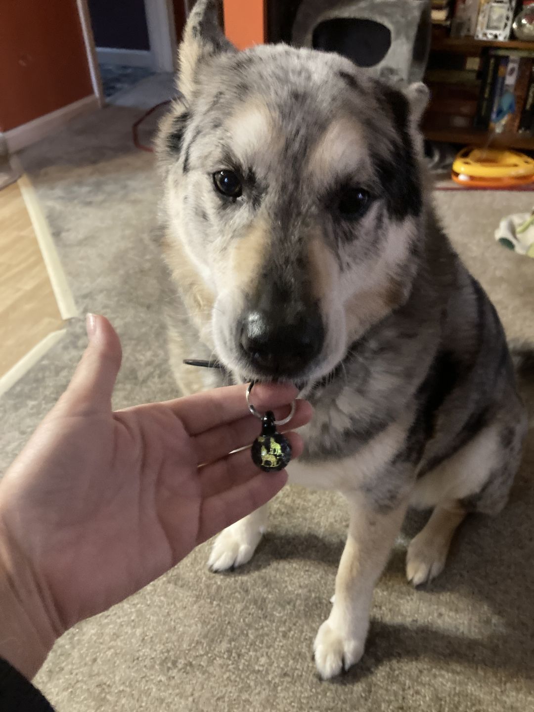 Customer photo review of Howling Wolf Hologram Pendant with Infused Cremation Ash
