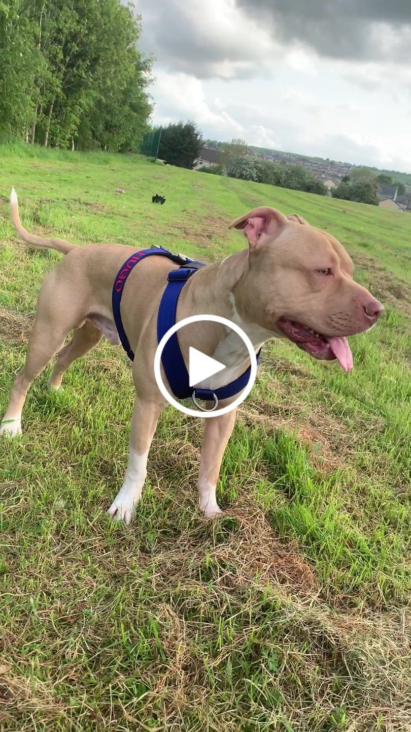 Customer video review of TRI-Harness® | Anti-Pull, Adjustable & Durable - Dog Trainers Choice -  Blue v2.0