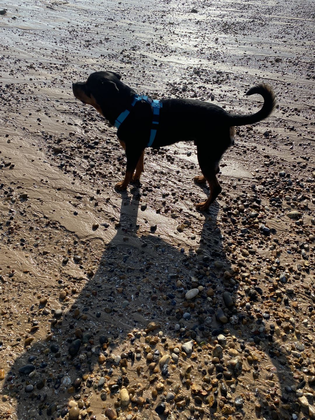 Customer photo review of TRI-Harness® | Anti-Pull, Adjustable & Durable - Dog Trainers Choice -  Light Blue v2.0