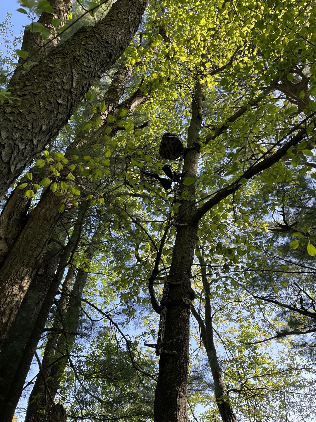 Customer photo review of 20" BEAST GEAR CLIMBING STICK MINI