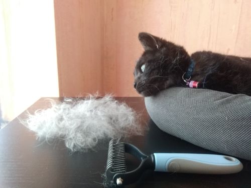 Customer photo review of Brosse de Toilettage Professionnel PuppySafe™