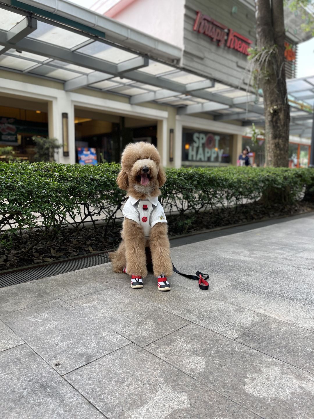 Customer photo review of Commuter Sneaker, Harness and Leash Set