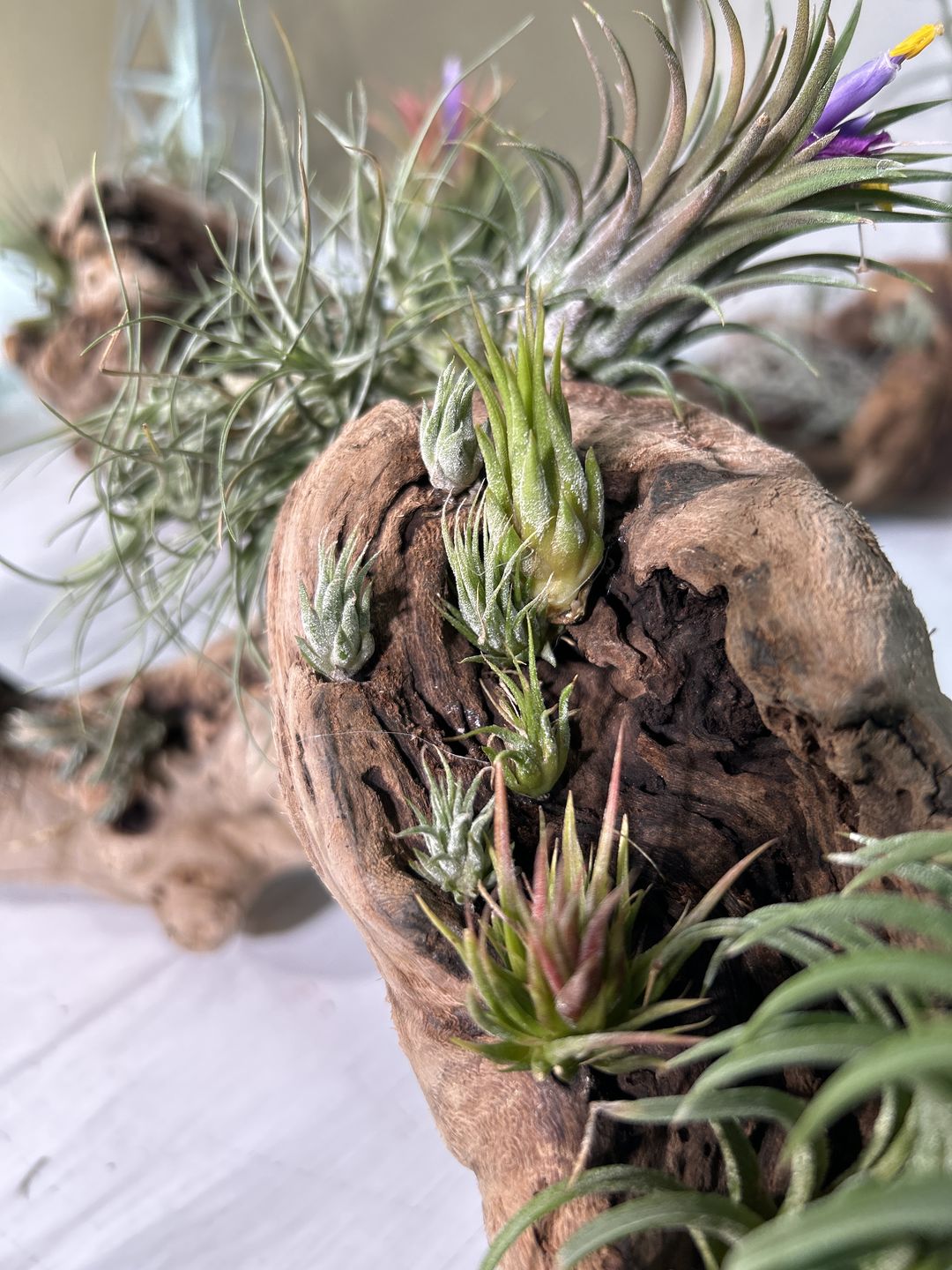 Customer photo review of Ionantha Peanut  (Mini Ionantha Form)