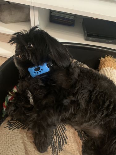 Customer photo review of Collier Anti Aboiement PuppySafe™