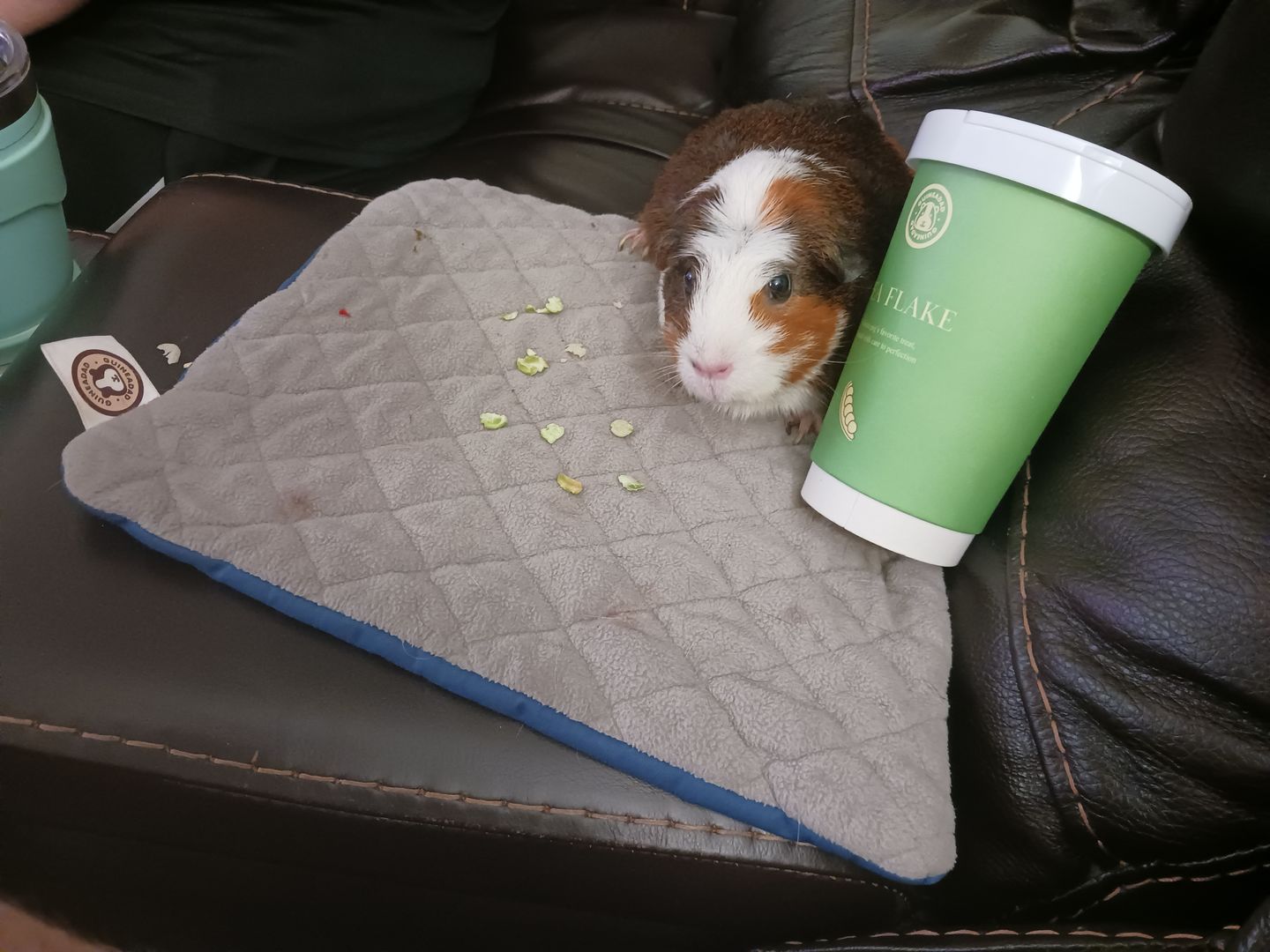 Customer photo review of Pea Flakes Treat Cup