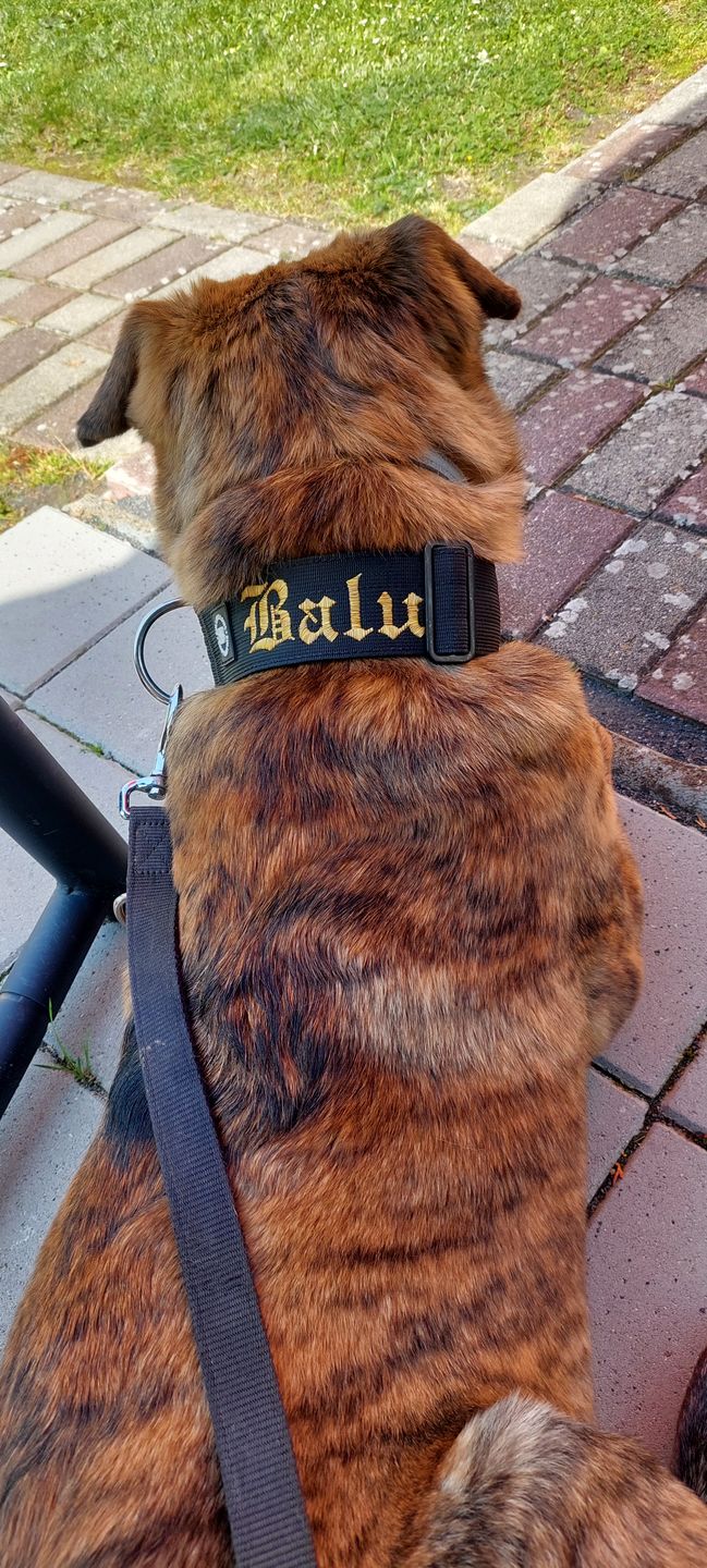 Customer photo review of 5cm Combat® Collar | Rated Clip - NO HANDLE - Black v2.0