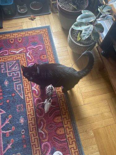 Customer photo review of Interactive Bird Simulation Cat Toy Set